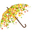 Umbrella made of autumn leaves